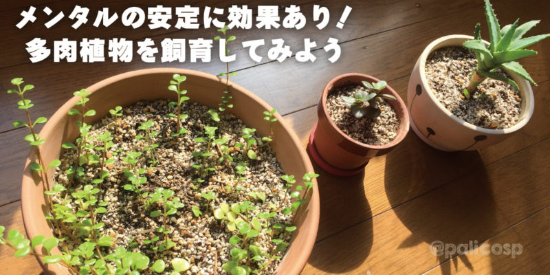 メンタル安定(情緒不安定)に効果あり!多肉植物飼育