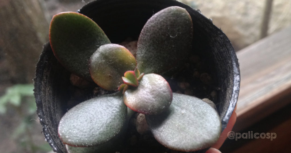初めて買った多肉植物