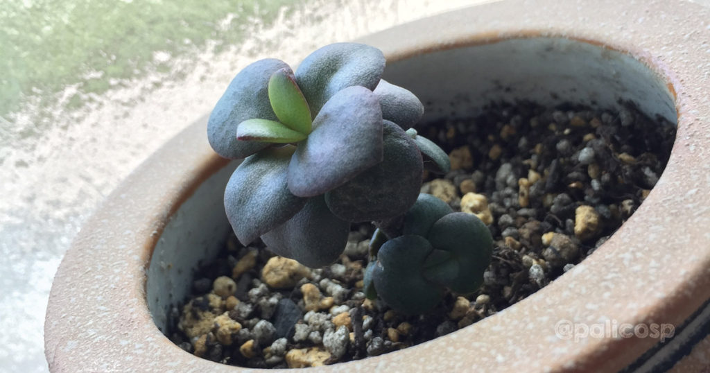2017年時点の多肉植物