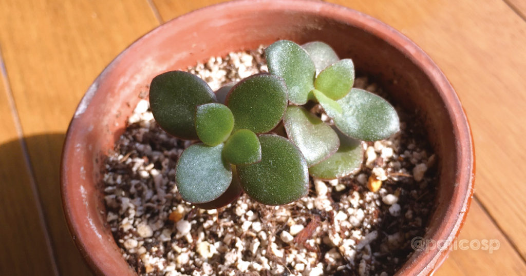今日時点の多肉植物