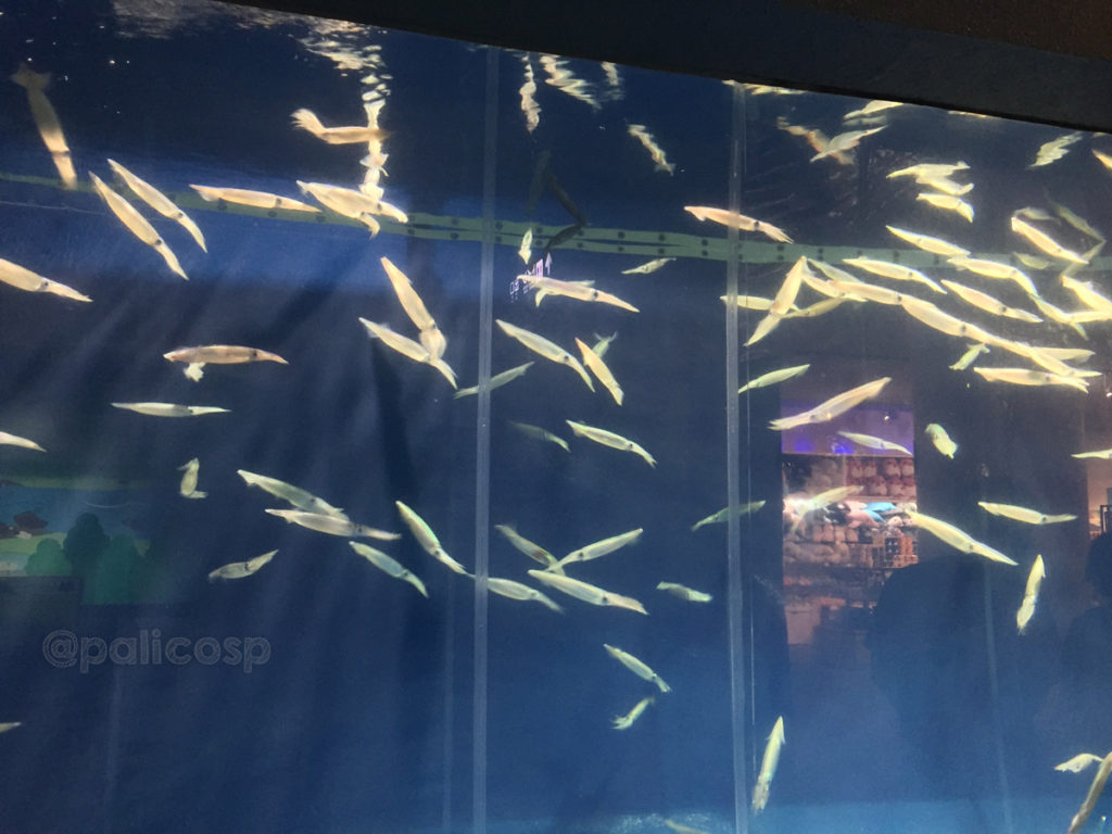 スルメイカの群泳|浅虫水族館