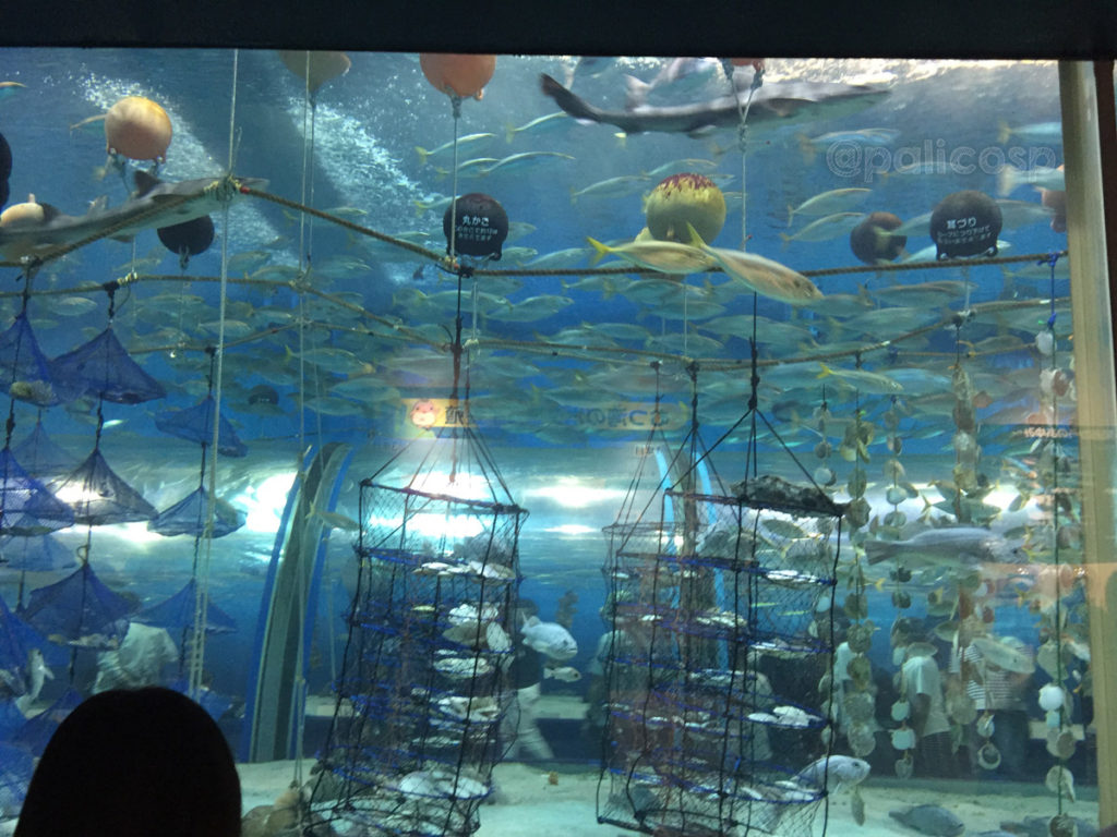 実際の海の様子を再現|浅虫水族館