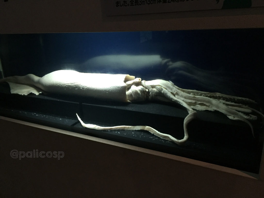 津軽海峡の巨大イカ|浅虫水族館