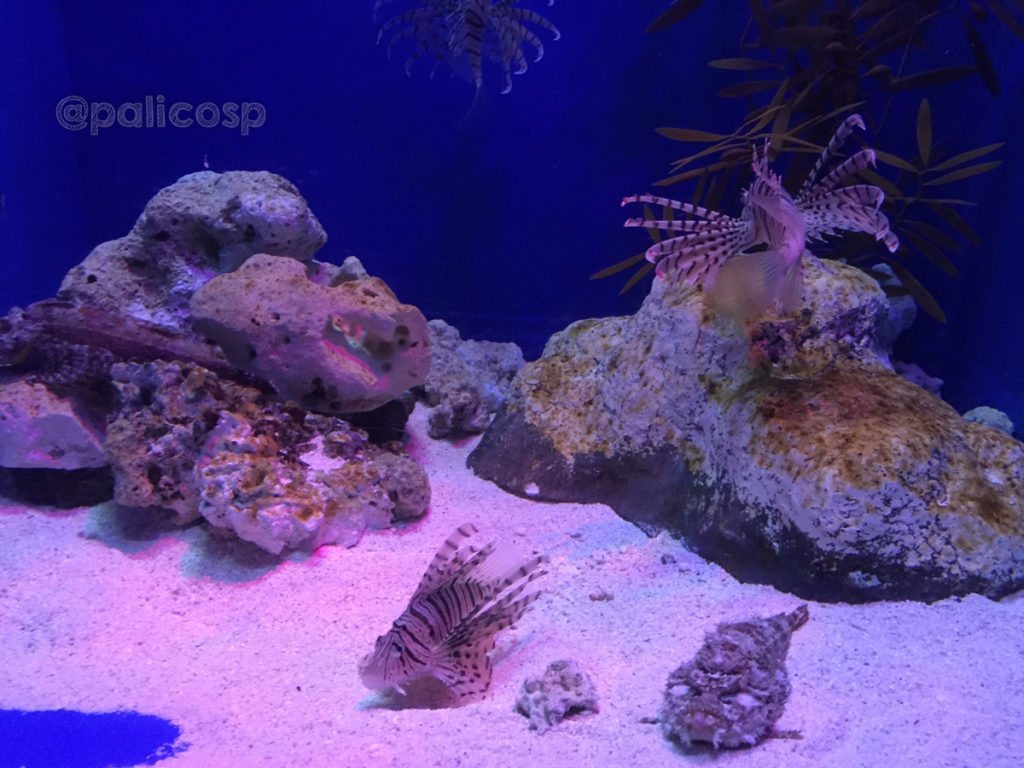 カサゴ|浅虫水族館