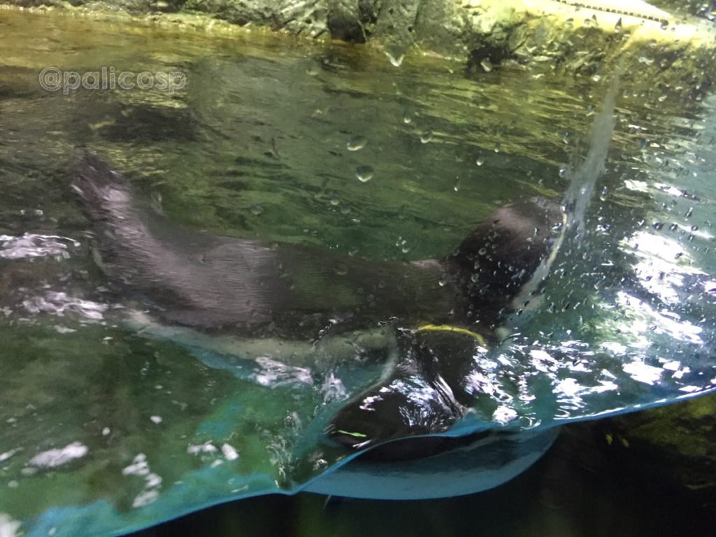 カメラを持っている人へ突進してくるペンギン|浅虫水族館