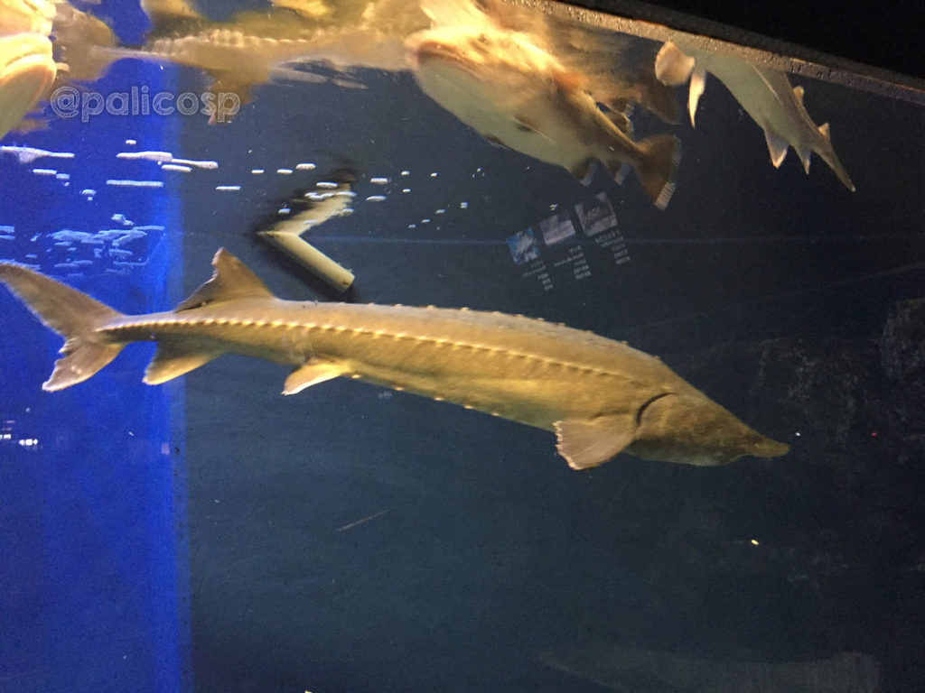 チョウザメ|浅虫水族館