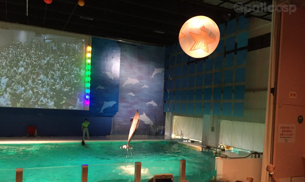 イルカとキャッチボール|浅虫水族館