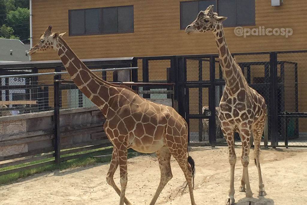 福山動物園|キリン