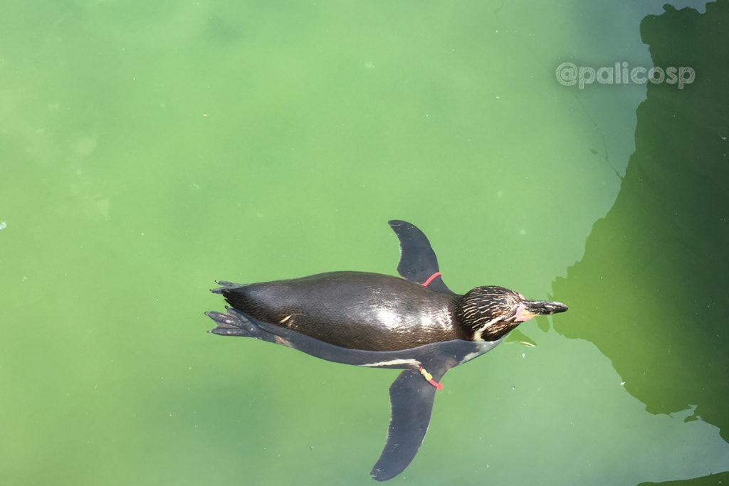 福山動物園|ペンギン