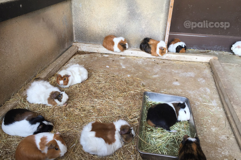 福山動物園|テンジクネズミ
