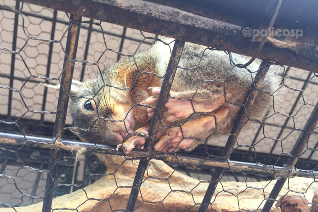 福山動物園|リス