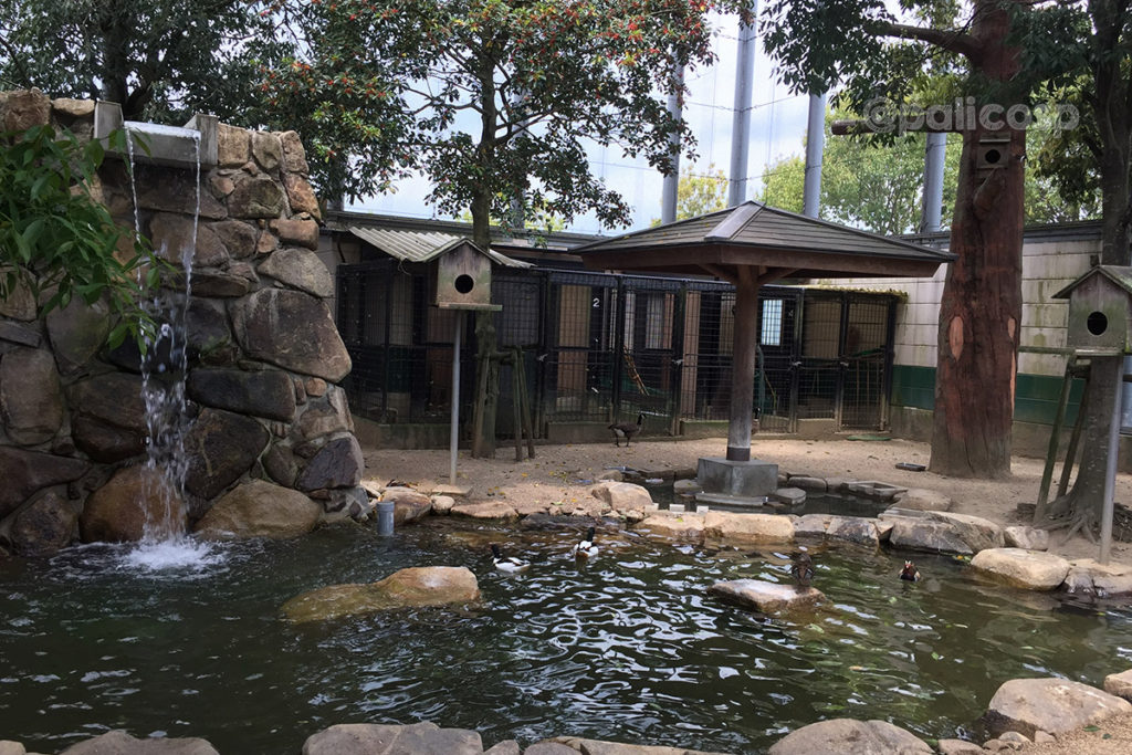福山動物園|鳥ゾーン
