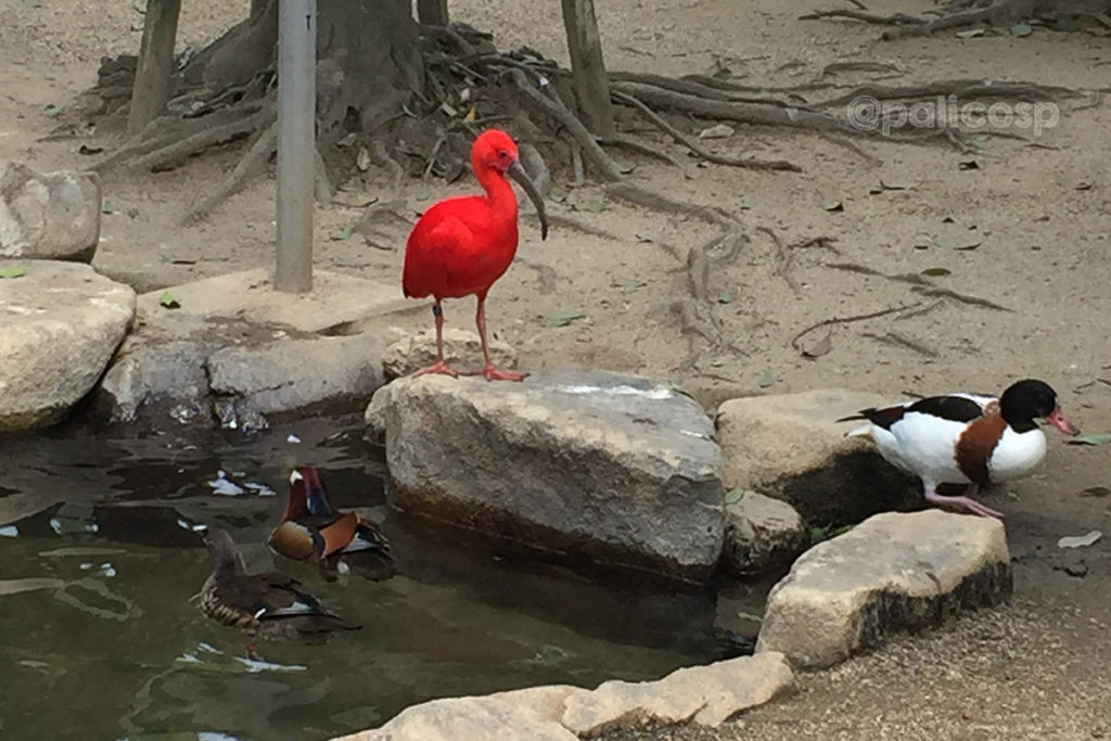 福山動物園|ショウジョウトキ