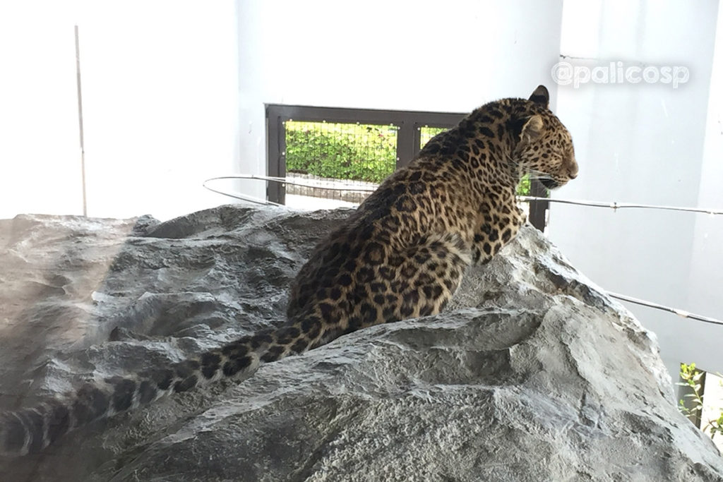 福山動物園|アムールヒョウ