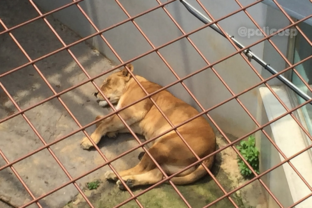 福山動物園|ライオン