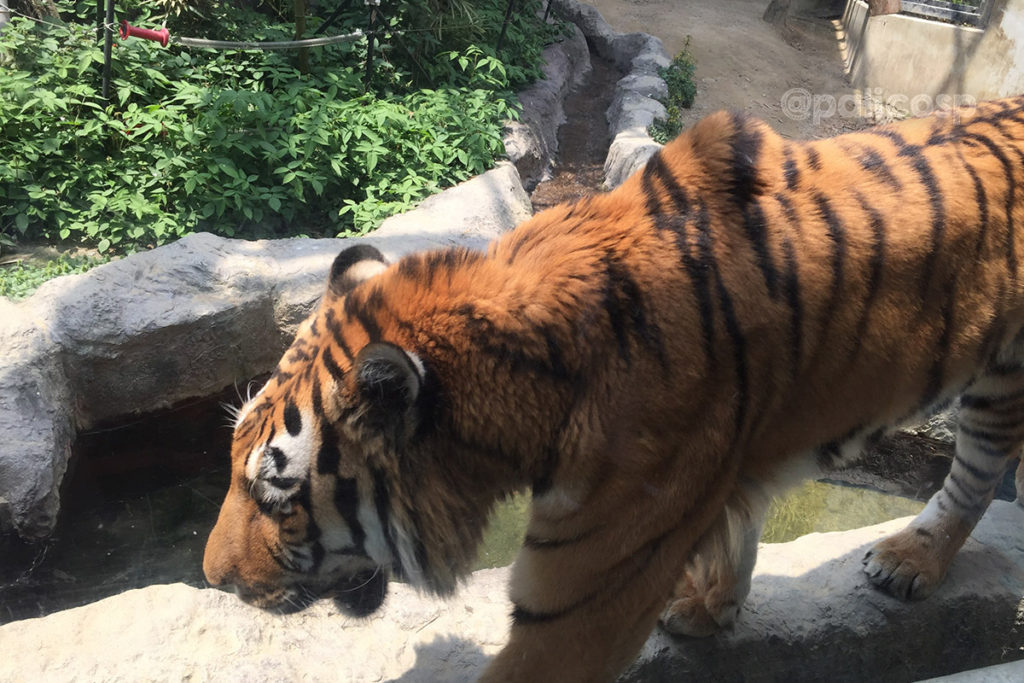 福山動物園|トラ