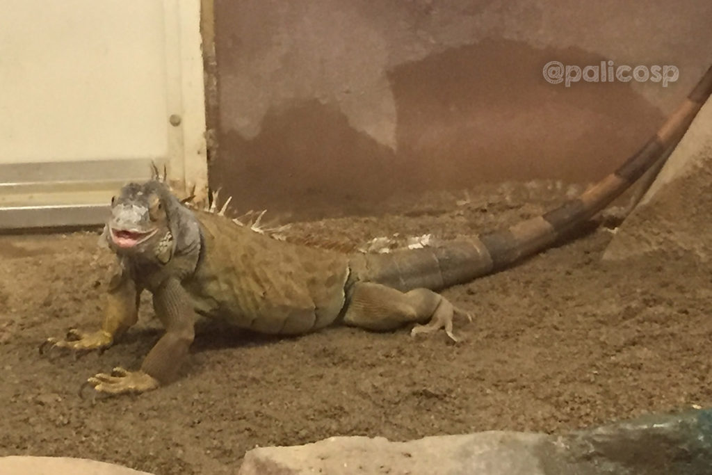 福山動物園|グリーンイグアナ