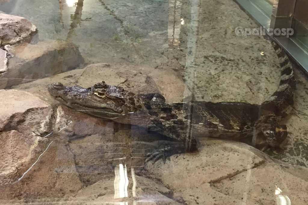 福山動物園|メガネカイマン