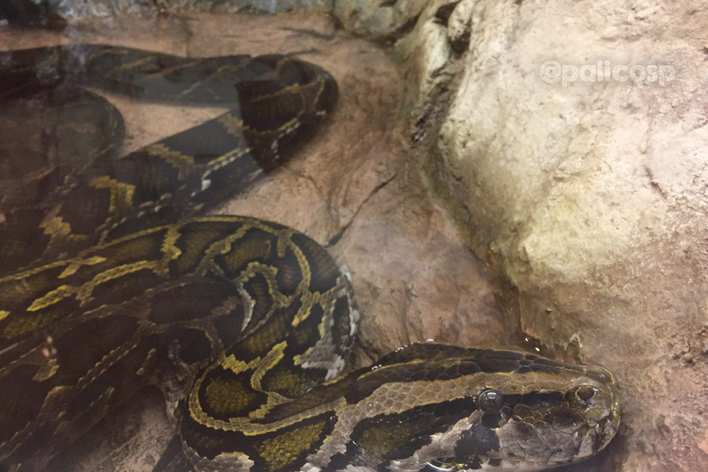 福山動物園|ビルマニシキヘビ