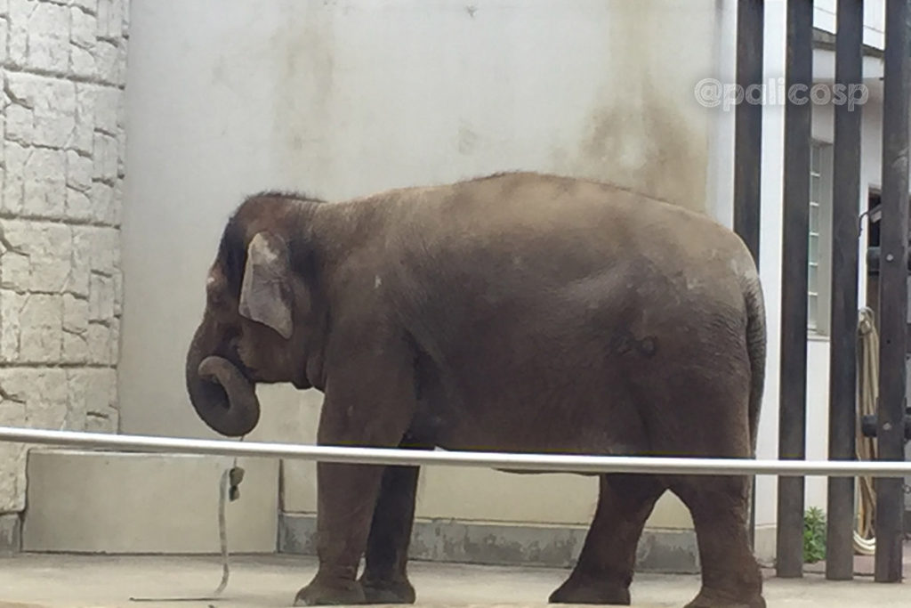 福山動物園|ゾウ