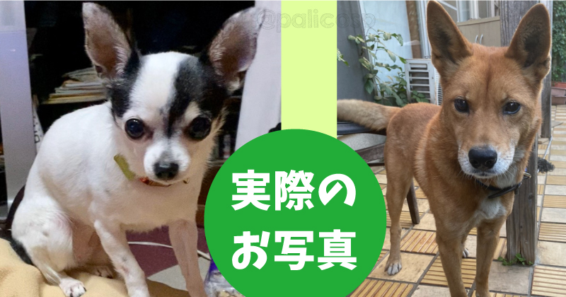 実際のワンちゃん写真